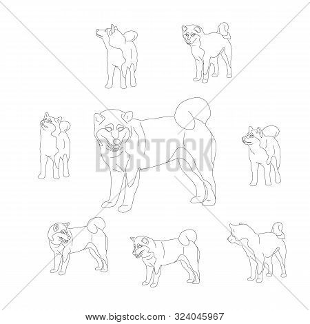 Set Of Shiba Inu Dogs. Isolated On White Background. Flat Style Monochrome Black And White Cartoon S