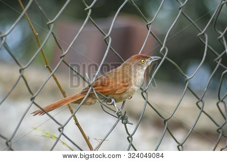 Greater Thornbird Perched On A Fence Screen In The Ivinhema River Floodplains State Park.