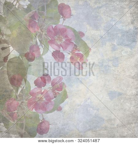 Sketchpad With Flowers Of An Apple-tree Of Nedzvetsky (malus Niedzwetzkyana Dieck) Isolated On White