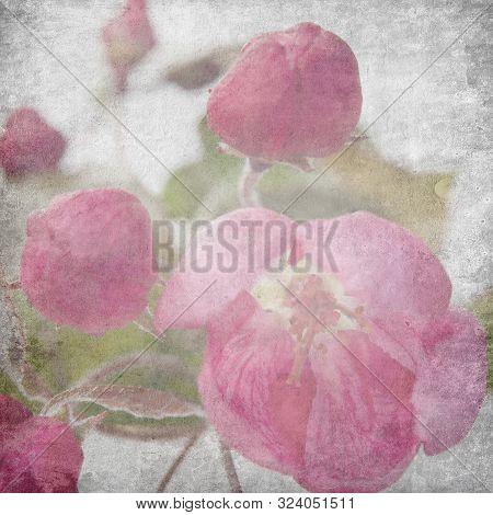 Flowers Of An Apple-tree Of Nedzvetsky (malus Niedzwetzkyana Dieck) In The Cap