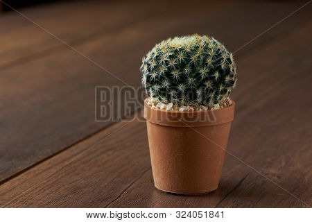 View Beautiful Cactus In The Pot On Wooden Background