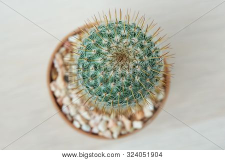 Top View Of Beautiful Mammillaria Spinosissima Cactus In The Pot On Wooden Background
