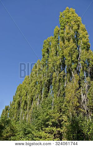 Beautiful Row Of Tall Poplar Or Populus Trees In Autumn, South Park, Sofia, Bulgaria