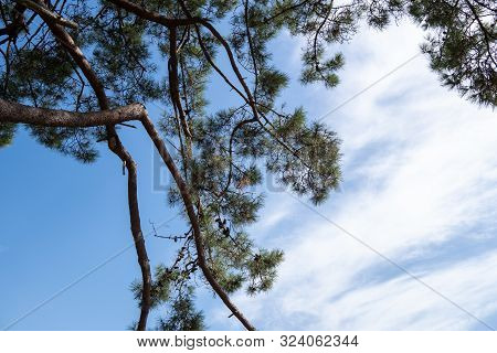 Pine Tree Background. Blue Sky With Clouds. Pinus Echinata