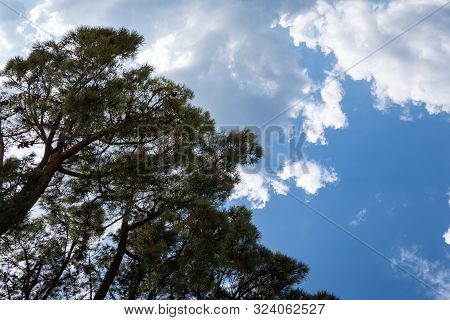 Pine Tree With Blue Sky Background. Pinus Echinata