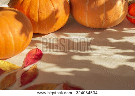 Autumn Pumpkins Lies On A Canvas With A Pattern Of Shadows Of Maple Leaves, Which Draws Sunlight