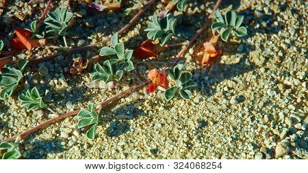 Red Desert Flower, Mongolian Altai, Mongolia Close Up