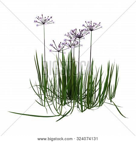 3D Rendering Butomus Umbellatus Flowers On White