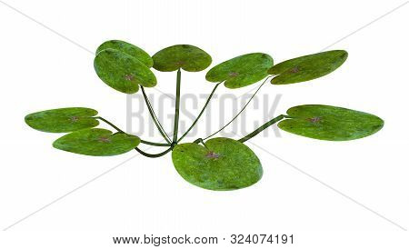 3D Rendering European Frogbit Plant On White