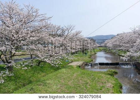 Sakura Blooming At Tamayugawa Riverbank, Japan