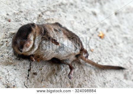 Cat The Mole Hunter. The Cat Brought The Prey To The Threshold
