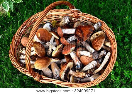 Edible Mushroom Background. Picking Mushrooms In The Summer.