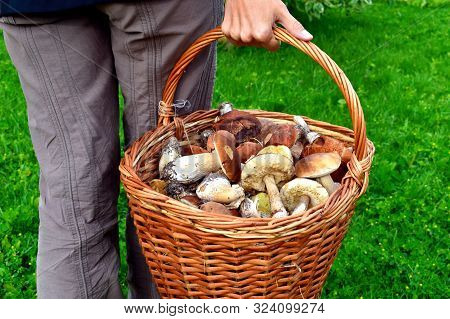Edible Mushroom Background. Picking Mushrooms In The Summer.