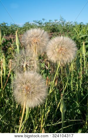A Large Puff Seed Head - Western Salsify (tragopogon Dubius) In The Palouse Region Of Washington Sta