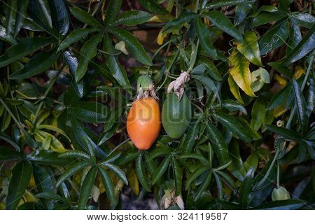 Passion Flower Or Passiflora Fruits In Green And Orange