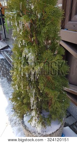 Outdoor Flowerpot With Evergreen Thuja Tree And Green Branches Covered By Many Icicles Shining In Su
