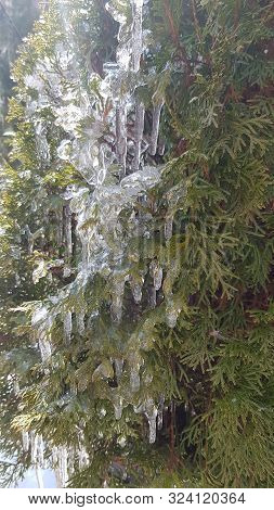 Evergreen Thuja Bush With Green Branches Covered By Transparent Icicles Shining In Sunlight Light. N