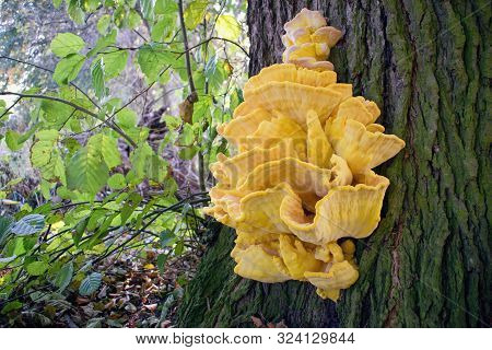 Crab-of-the-woods, Sulphur Polypore, Sulphur Shelf Or Chicken-of-the-woods. Laetiporus Sulphureus Is