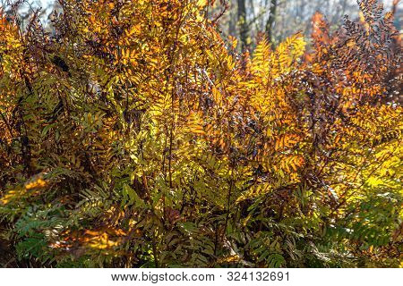 Autumn Scene With Red Yellow Brown And Orange Colors The Change Of Seasons