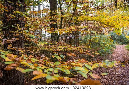 Autumn Scene With Red Yellow Brown And Orange Colors The Change Of Seasons