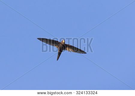 Common Swift (apus Apus)