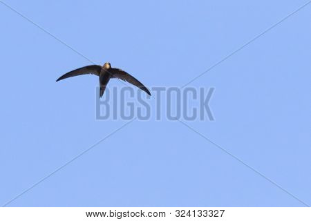 Common Swift (apus Apus)
