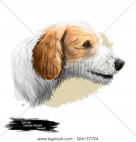 Istrian Coarse-haired Hound, Istrian Rough-coated Hound Dog Digital Art Illustration Isolated On Whi