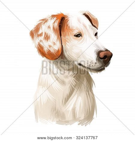 Istrian Short-haired Hound, Istarski Kratkodlaki Gonic Dog Digital Art Illustration Isolated On Whit