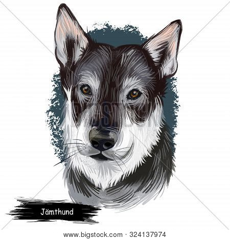 Jamthund, Swedish Elkhound, Swedish Moosehound Dog Digital Art Illustration Isolated On White Backgr