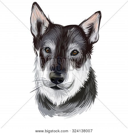 Jamthund, Swedish Elkhound, Swedish Moosehound Dog Digital Art Illustration Isolated On White Backgr