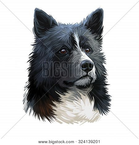 Karelian Bear Dog, Kbd, Karjalankarhukoira, Karelsk Bjornhund Dog Digital Art Illustration Isolated 