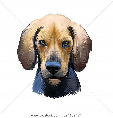 Kerry Beagle, An Pocadan Ciarraioch Dog Digital Art Illustration Isolated On White Background. Irela