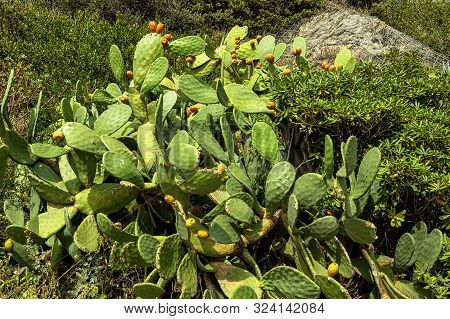 Opuntia Stricta - Prickly Pear Cactus - Vernazza, Cinque Terre, Ligurian Coast, Italy