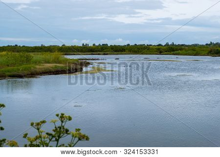 Lilleau Des Niges National Nature Reserve Of Ile De Re Island In France