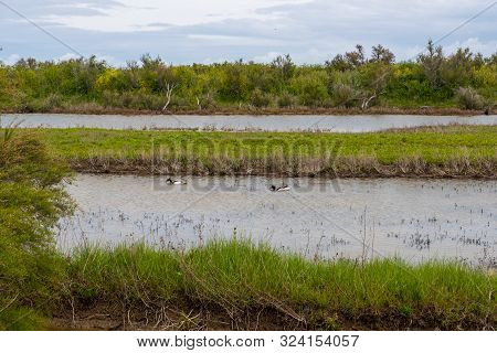 Lilleau Des Niges National Nature Reserve Of Ile De Re Island In France