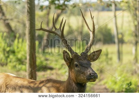 Young Elk Or Wapiti (cervus Canadensis) In Natural Habitat. The Largest Species Of Deer. Young Wapit