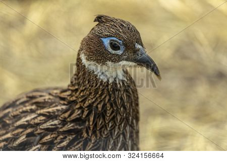 The Female  Himalayan Monal (lophophorus Impejanus) ,national Bird Of Nepal. In Nepal, It Is Known A