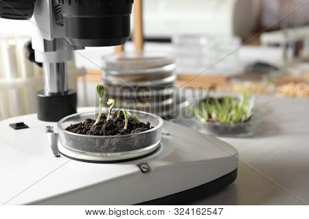 Petri Dish With Soil And Sprouted Seeds Under Microscope In Laboratory. Phytopathological Testing Of