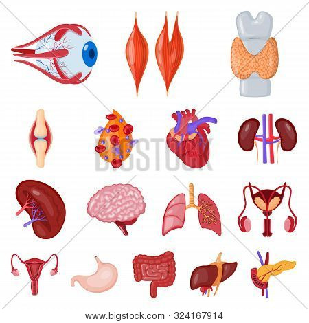Vector Design Of Anatomy And Organ Logo. Set Of Anatomy And Medical Stock Vector Illustration.