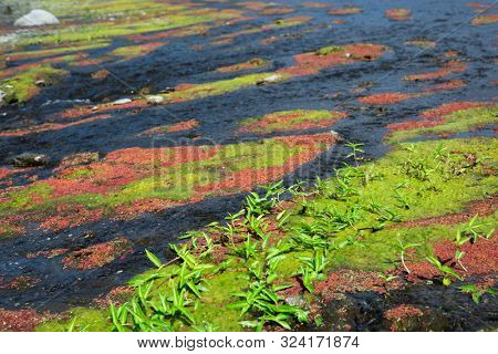 colorful red azolla floating of the river at winter at Wujie , Nantou, Taiwan