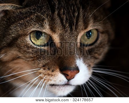 Tabby Cat With Yellow Eyes Looks Fearful. Mental And Emotional Problems Of Cats