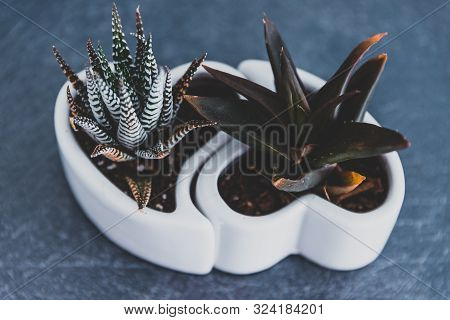 Couple Of Different Succulent Plants In Matching Loveheart Shaped Pots