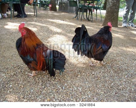 Bantams Cockrels