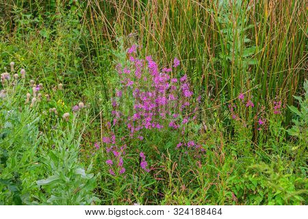Chamaenerion Angustifolium With Purple Flowers. Fireweed Plant, Medical Tea. Chamaenerion Angustifol
