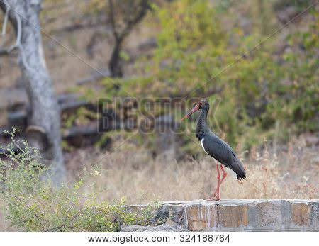 Black Stork, Ciconia  At Ranthambhore In Rajasthan, India