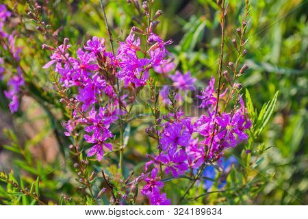 Chamaenerion Angustifolium With Purple Flowers. Fireweed Plant, Medical Tea. Chamaenerion Angustifol