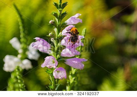 Bee On A Physostegia Virginiana Pollinates A Flower.  Macro Photography Of Flowers And Insects. Bee 
