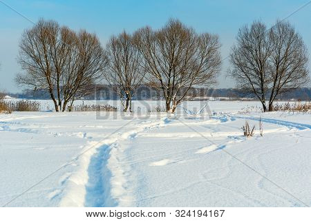 Winter Snow Covered Countryside Landscape With Snowy Field, Trees And Path Trail Under Clear Blue Sk