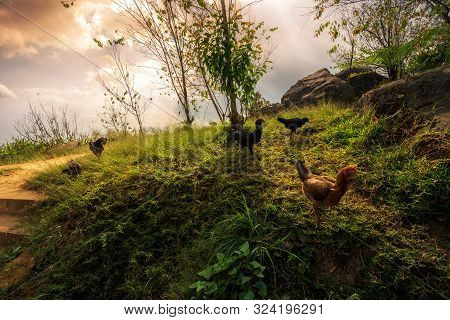 Brown Chicken On Green Grass At Sunset View Mountain Range On Nature Trail In Phu Thap Buek National