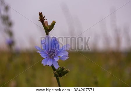Blue Wild Chicory. Field Of Wild Chicory. Chicory Flower After Rain. Plant Close-up.